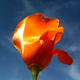 Image for article titled Shooting Challenge: Cellphone Gallery Part 2